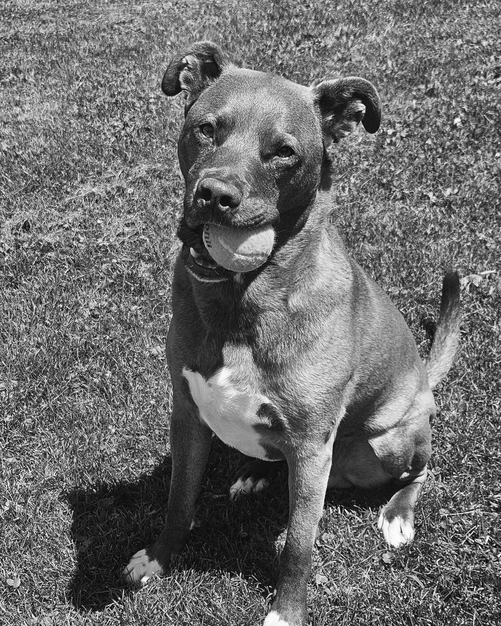 Obie